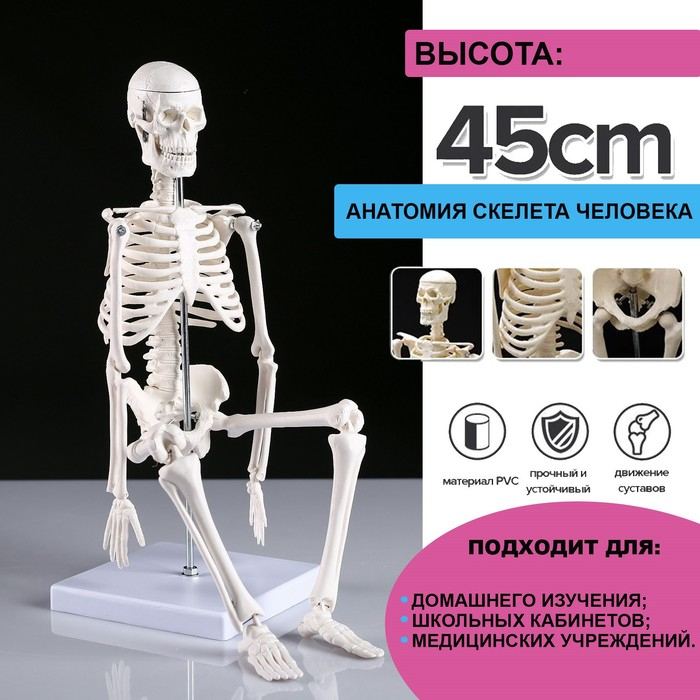 Макет  Макет "Скелет человека" 45см