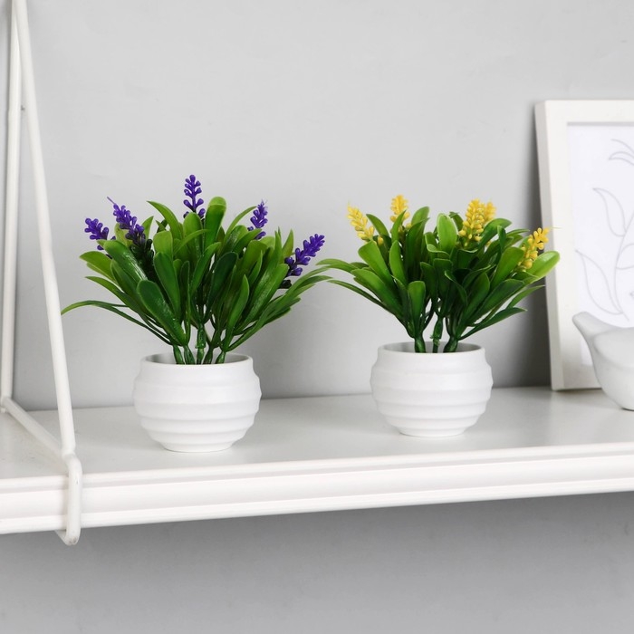 Бонсай в горшке Бонсай в горшке "Гадючий лук" 5,5х10 см, микс