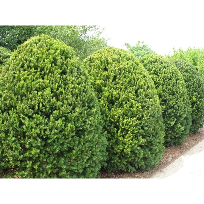 Тисс средний Тисс средний "Хикси", Р9, 1шт, h 3-20 см, Осень 2024