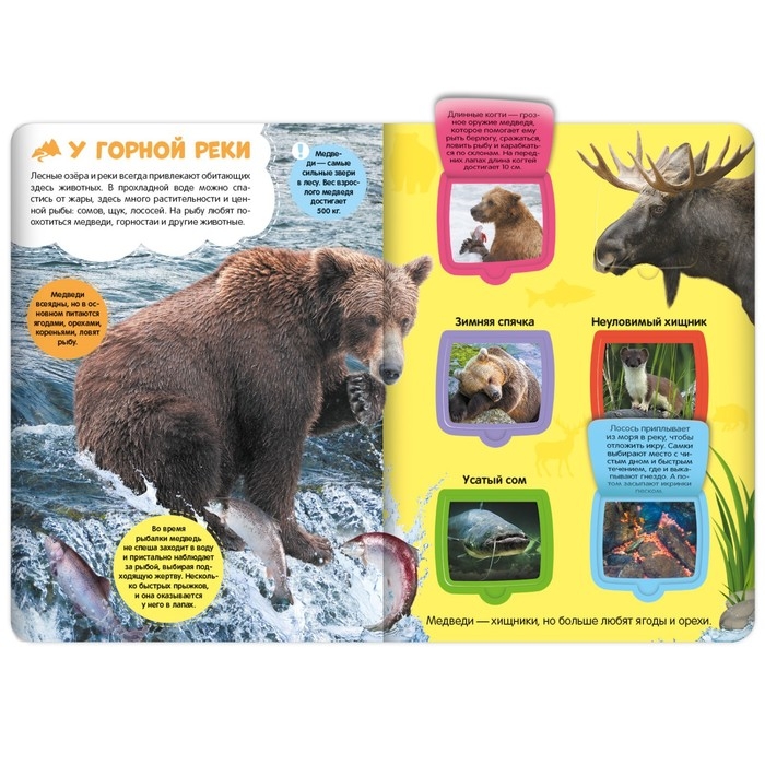 Книжка с окошками «В лесу» Книжка с окошками «В лесу»