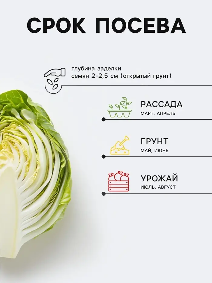 Семена Капуста Пекинская &laquo;Бокал&raquo; 0.2 г, &laquo;Сибирский сад&raquo;