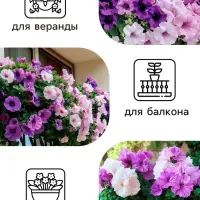 Семена цветов Петуния махровая каскадная &laquo;Блю & Орхид&raquo;, F1, смесь, 5 шт., однолетник, Premium seeds