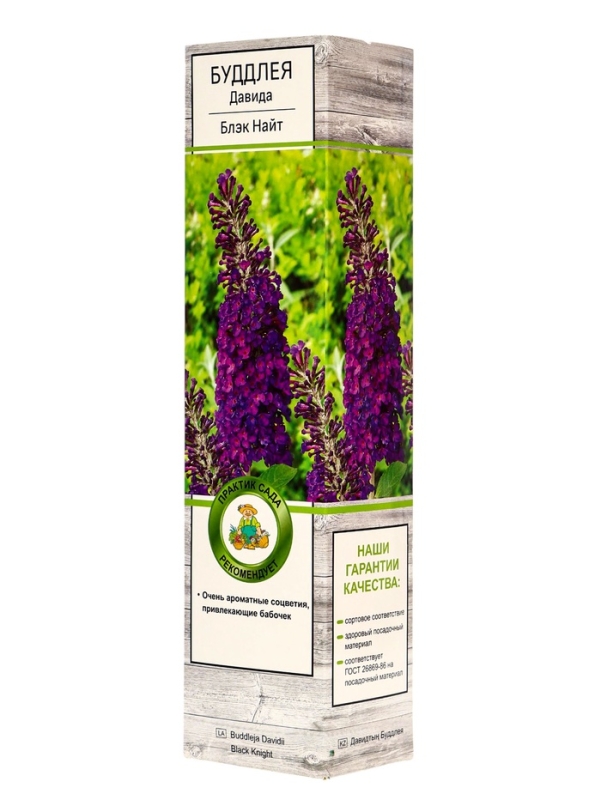 Буддлея Давида «Блэк Найт», саженец, туба, 1 шт. Буддлея Давида «Блэк Найт», саженец, туба, 1 шт.