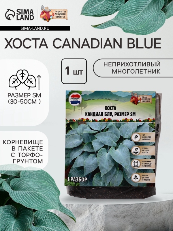 Хоста Canadian Blue, корневище в пакете с торфогрунтом, р-р I, размер SM,1 шт.