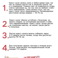 Семена Шпинат "Родео", 2 г