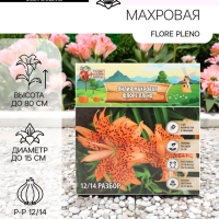 Лилия Махровая Flore Pleno, луковица в пакете с перфорацией, р-р 12/14, 2 шт.