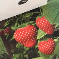 Книга с окошками &laquo;Ароматные стишки&raquo;, 20 стр., Маша и Медведь