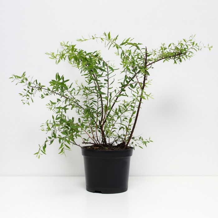 Спирея серая Грефшейм, С2 горшок, Н10-50 высота, 1 шт, Лето 2024 Спирея серая Грефшейм, С2 горшок, Н10-50 высота, 1 шт, Лето 2024