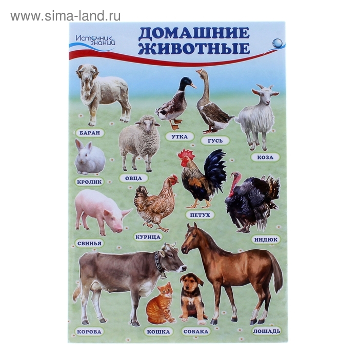 Набор плакатов  Набор плакатов "Домашние, лесные животные,фрукты и ягоды, овощи" с заданием, А4