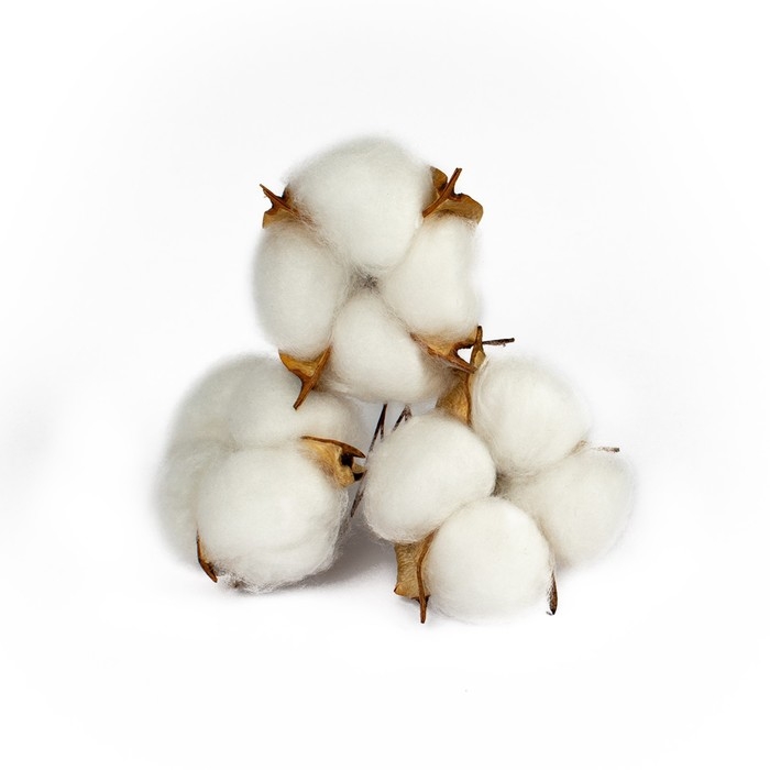 Сухие цветы хлопка, набор 3 шт., размер 1 шт. 6 × 6 см, цвет белый Сухие цветы хлопка, набор 3 шт., размер 1 шт. 6 × 6 см, цвет белый