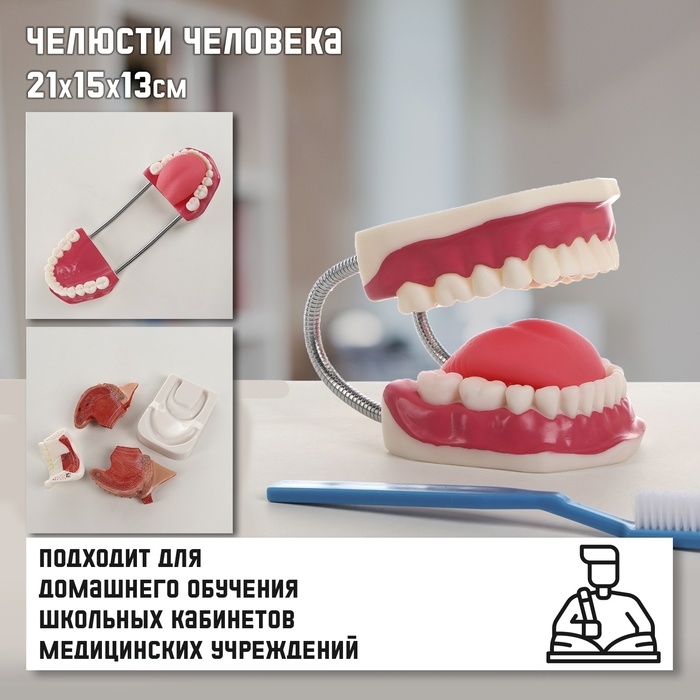 Макет  Макет "Челюсти человека" 21*15*13см
