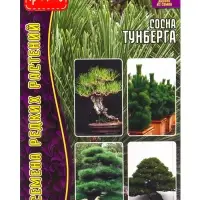 Семена Сосна &laquo;Тунберга&raquo;, 10 шт., &laquo;Григорьев&raquo;