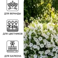 Семена цветов Петуния &laquo;Джоконда&raquo; F1, белая, 5 шт., Farao, &laquo;АЭЛИТА&raquo;