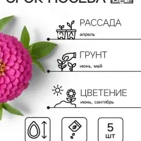 Семена цветов Цинния &laquo;Лилипут&raquo; смесь, 0.2 г, &laquo;Рецепты дедушки Никиты&raquo;