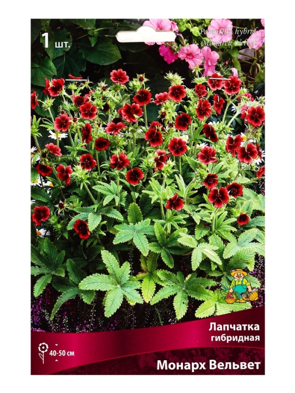 Лапчатка гибридная Монарх Вельвет, р-р I, 1 шт, Весна 2025