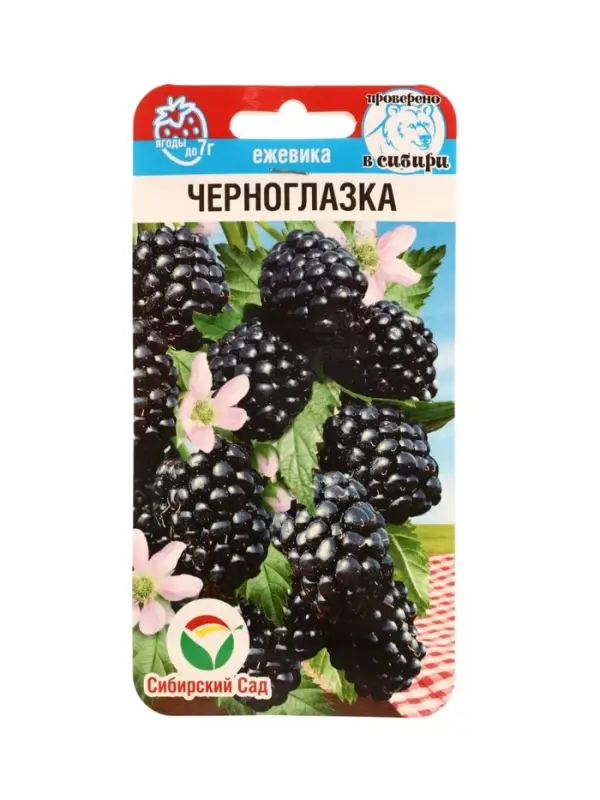 Семена Ежевика &laquo;Черноглазка&raquo;, 10 шт., &laquo;Сибирский сад&raquo;