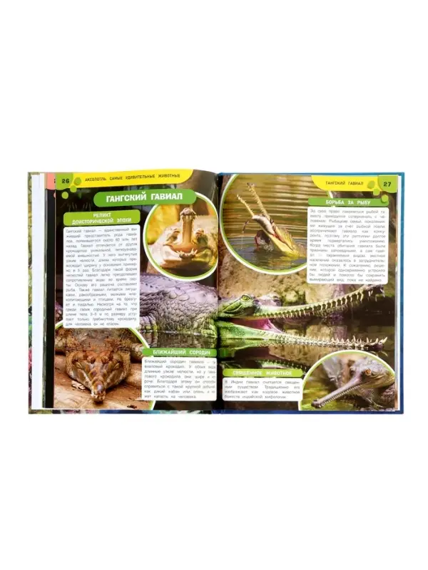 Энциклопедия «Аксолотль. Самые удивительные животные» 405007 Энциклопедия «Аксолотль. Самые удивительные животные» 405007