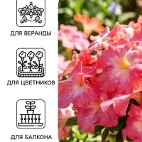 Семена Цветов Петуния крупноцветковая &laquo;Долина Розовых Грез F1&raquo;, 10 драже