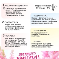 Астильба Арендса Diamant многолетник, корневище в торфогрунте, р-р II, 2 шт.