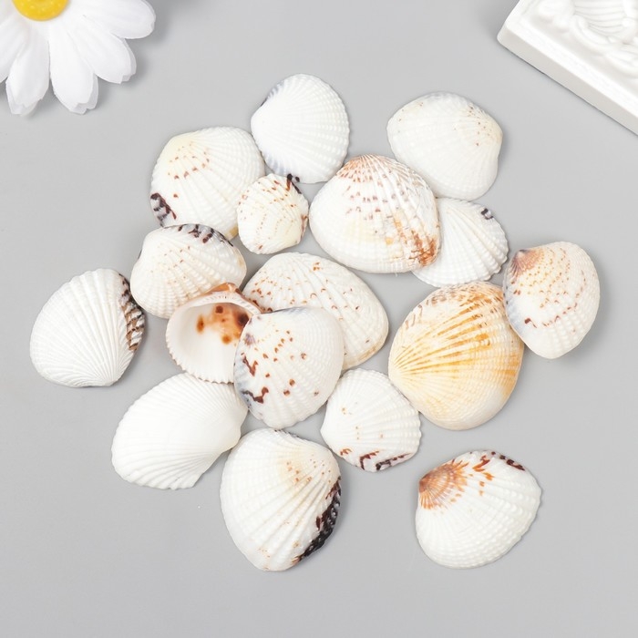 Декоративные ракушки  Декоративные ракушки "Venus Clam" 20 шт