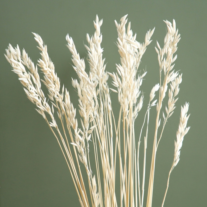 Сухоцвет «Овёс посевной», белый, 50 г в упаковке Сухоцвет «Овёс посевной», белый, 50 г в упаковке