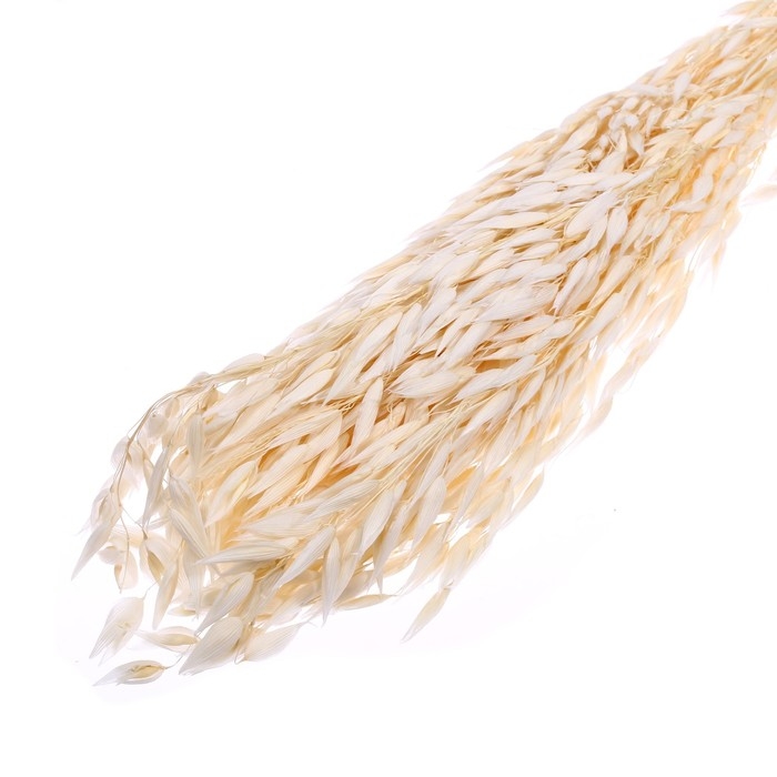 Сухоцвет «Овёс посевной», белый, 50 г в упаковке Сухоцвет «Овёс посевной», белый, 50 г в упаковке
