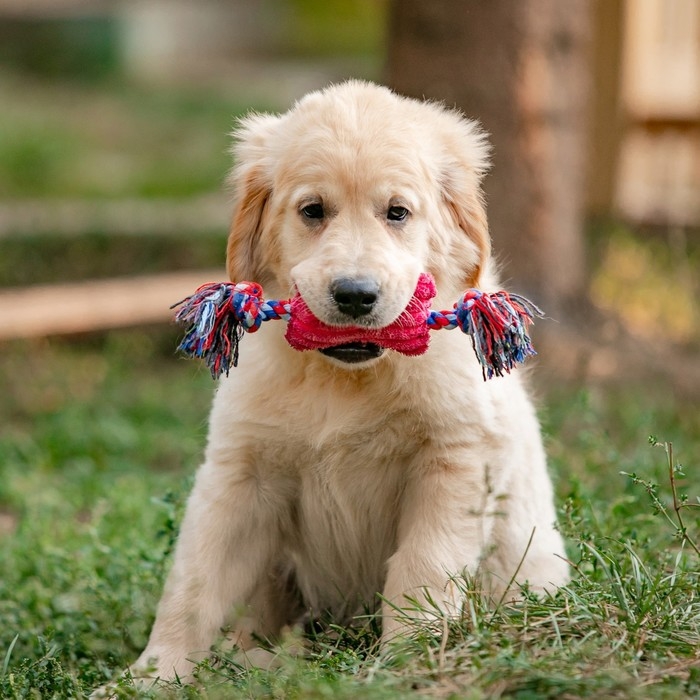 Игрушка мягкая для собак  Игрушка мягкая для собак "Особая кость на канате", с пищалкой, 25 см, микс цветов