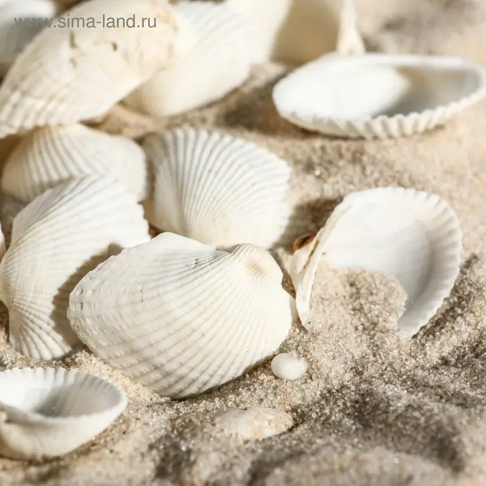 Набор ракушек, 2 - 3.5 см, 100 г