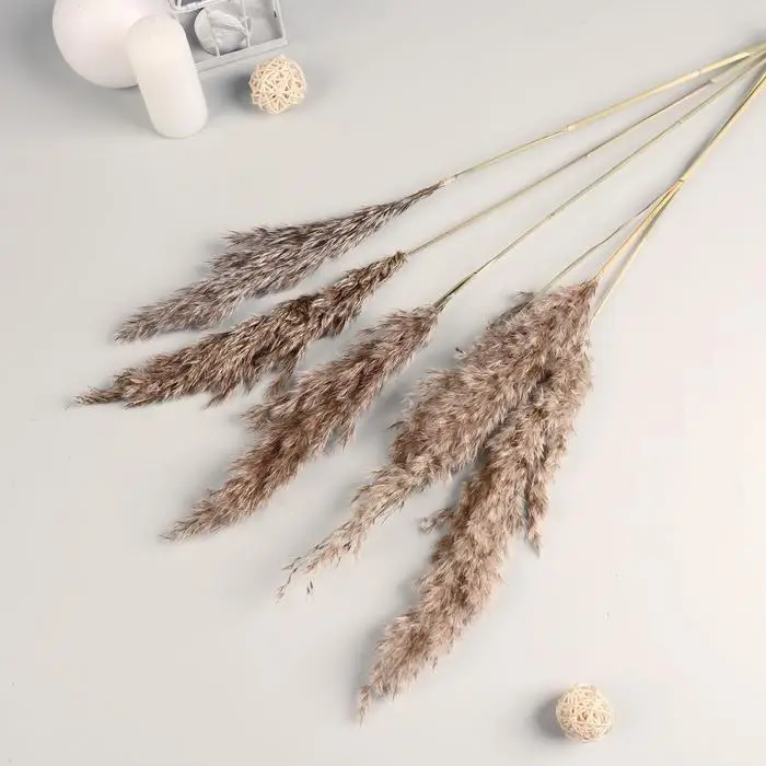 Сухоцветы «Камыш», h=80 см, (фасовка 5 шт., цена за 1 шт.), бежевые