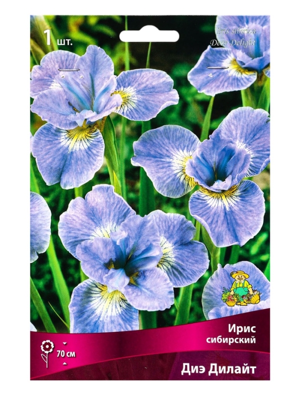 Ирис сибирский Диэ Дилайт, р-р I, 1 шт, Весна 2025 Ирис сибирский Диэ Дилайт, р-р I, 1 шт, Весна 2025
