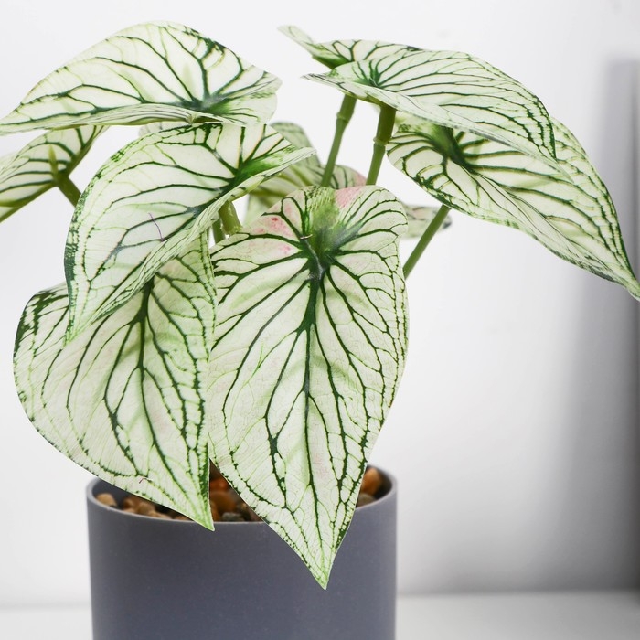 Бонсай в горшке Бонсай в горшке "Каладиум расписной" 7,5х15 см