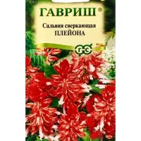 Семена цветов Сальвия Плейона* карликовая  4 шт.
