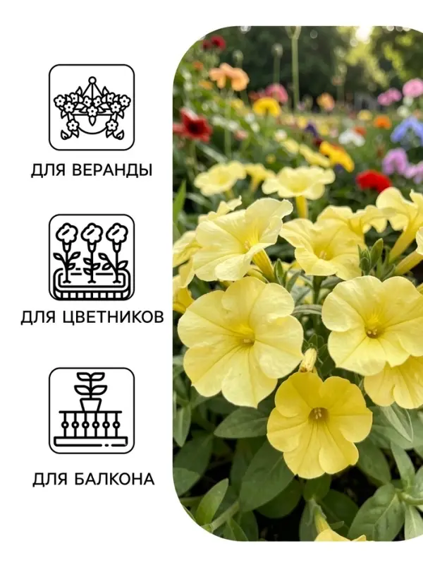 Семена цветов Петуния гибридная &laquo;Софистика Блекберри энд лайм грин&raquo; 5 шт.