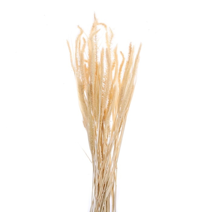 Сухоцвет «Щетинник», белый, 30 - 50 г в упаковке Сухоцвет «Щетинник», белый, 30 - 50 г в упаковке