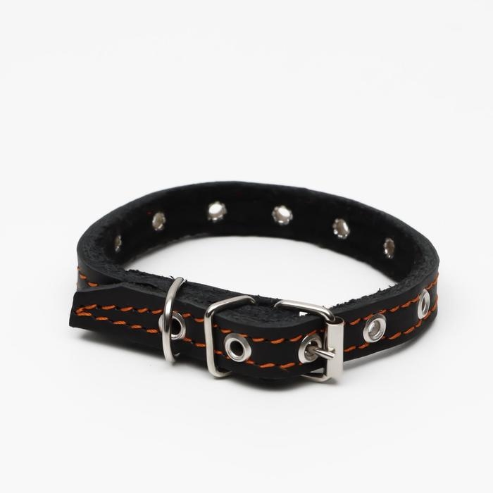 Ошейник кожаный на синтепоне, безразмерный, 37 х 1.5 см, ОШ 21-31 см, чёрный Ошейник кожаный на синтепоне, безразмерный, 37 х 1.5 см, ОШ 21-31 см, чёрный