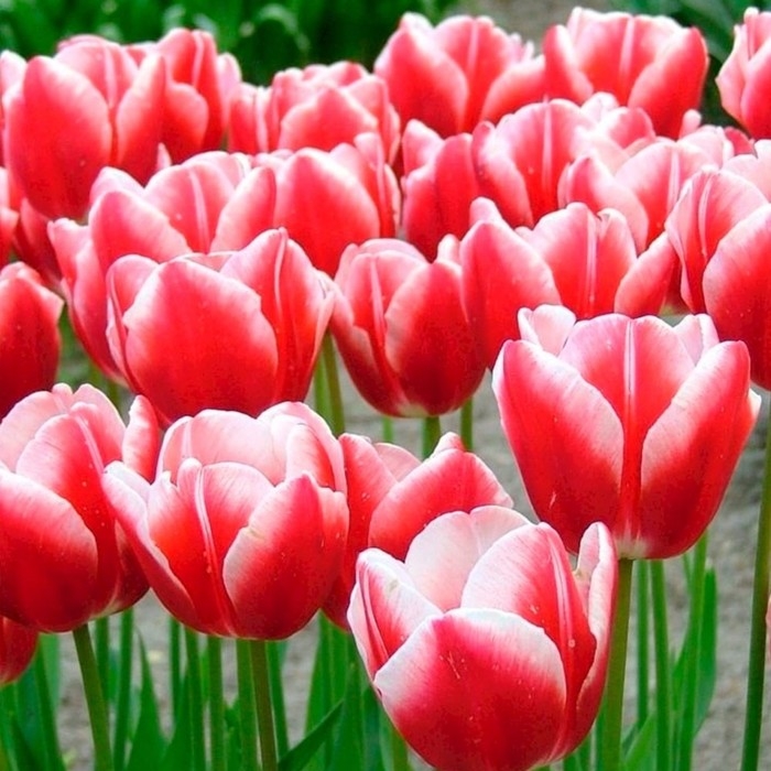 Тюльпан Триумф Лин Ван Дер Марк,  р-р 12+, 3 шт, Эконом, Осень 2024 Тюльпан Триумф Лин Ван Дер Марк,  р-р 12+, 3 шт, Эконом, Осень 2024