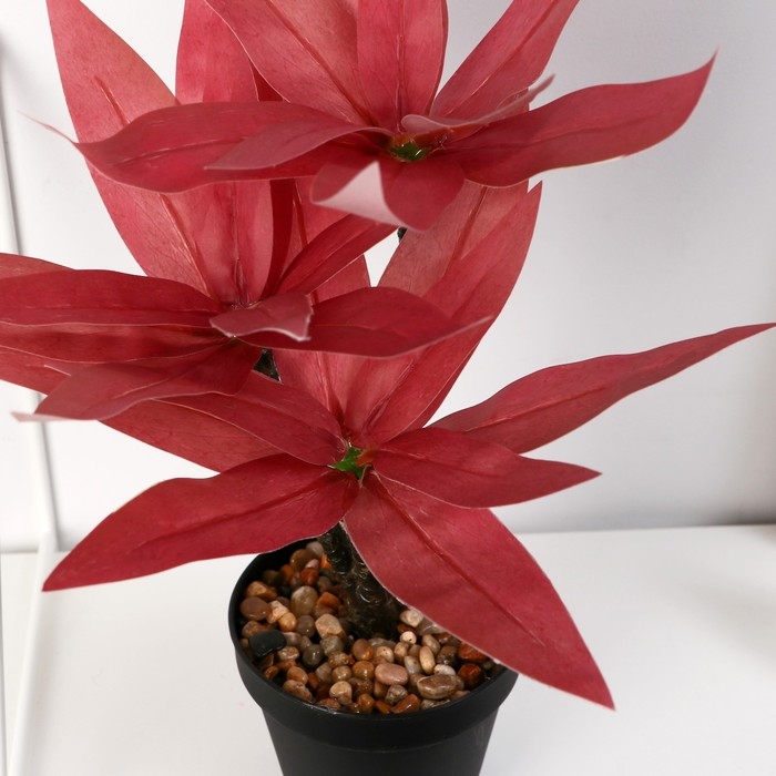 Бонсай в горшке Бонсай в горшке "Традесканция колор" 10х26 см, микс