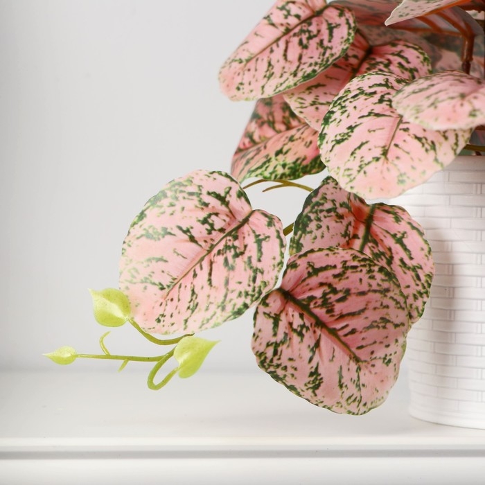 Бонсай в горшке Бонсай в горшке "Сингониум пинк" 9х17 см