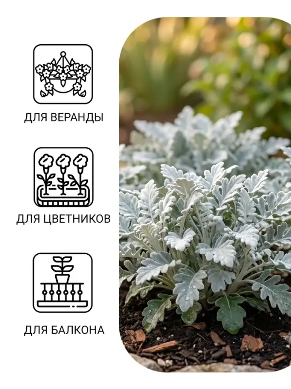 Семена цветов Цинерария приморская "Серебряная пыль", ц/п, 0,05 г