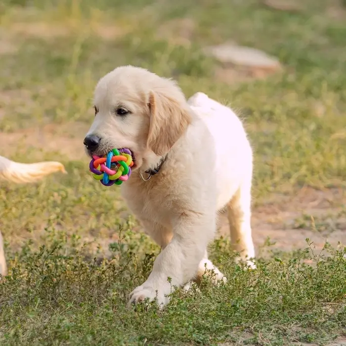 Мяч для собак &laquo;Молекула&raquo;, 7 см, с бубенчиком, МИКС