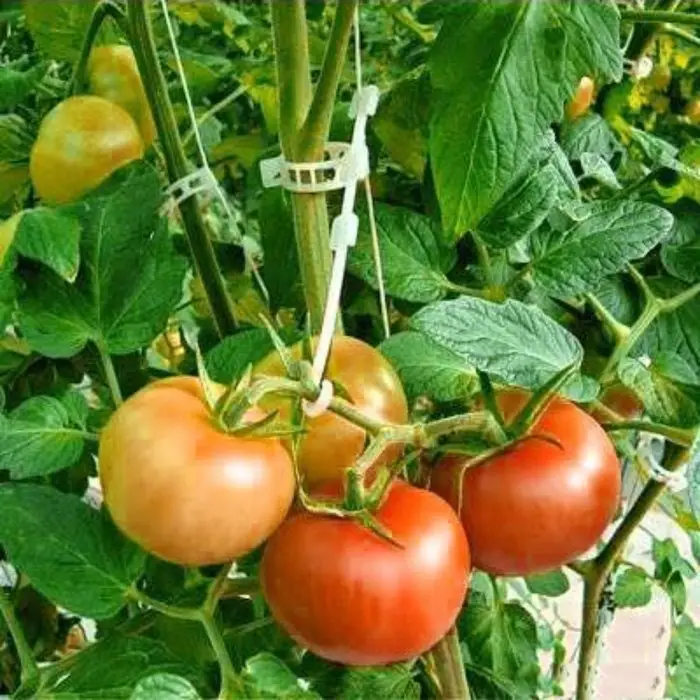 Клипса садовая, d=23 мм, набор 50 шт., Greengo