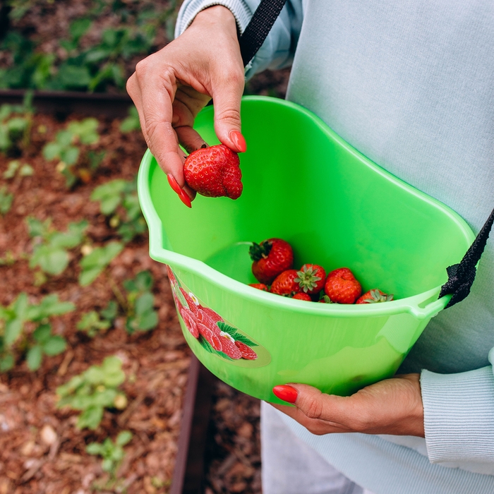 Ёмкость для сбора ягод, 3 л, «Малина»