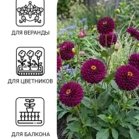 Семена цветов Цинния "Фиолетовая фея", ц/п,  0,3 г