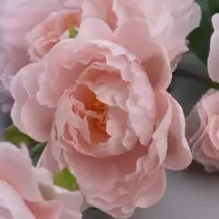 Цветы искусственные &laquo;Пион галант колор&raquo;, 74&times;10 см, розовые
