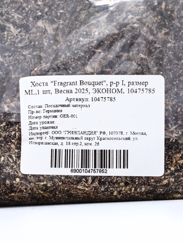 Хоста "Fragrant Bouquet", р-р I, размер ML,1 шт, Весна 2025, ЭКОНОМ,