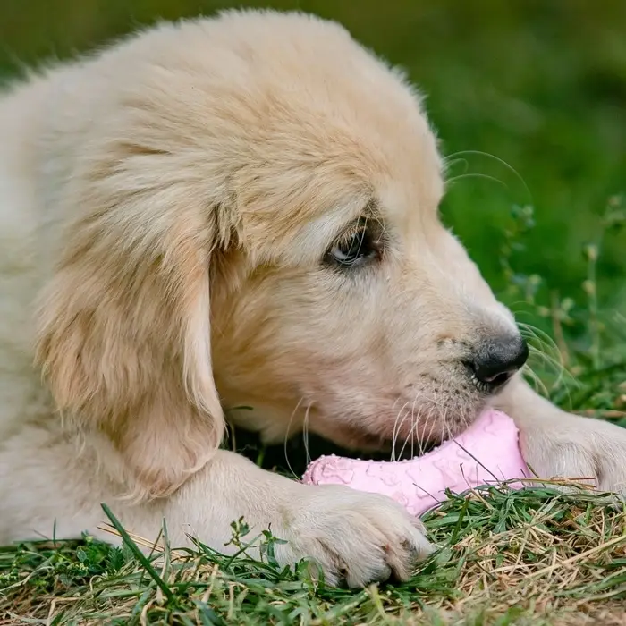 Плавающая игрушка для собак Пижон Premium &laquo;Косточки&raquo;, 10.5&times;5.5&times;2 см, вспененный TPR, розовая