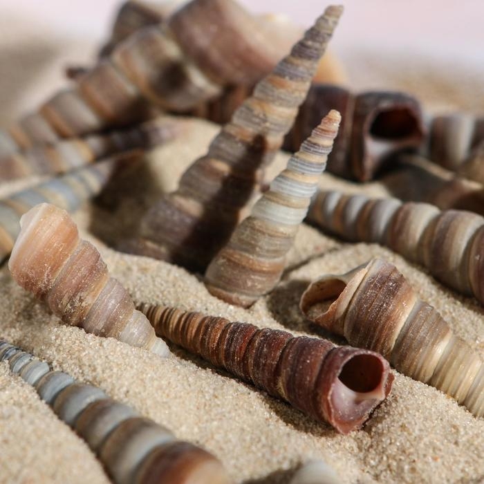 Набор ракушек, 3 - 5 см, 100 г Набор ракушек, 3 - 5 см, 100 г