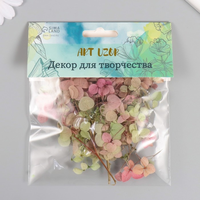 Сухоцвет Сухоцвет "Гортензия" зелёно-красный h=6-6,5 см