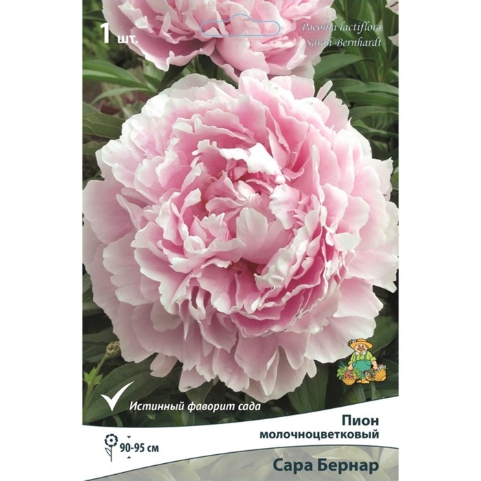 Пионы молочноцветковые и гибриды Пионы молочноцветковые и гибриды "Сара Бернар ", 1 шт, р-р 2-3, Весна 2025