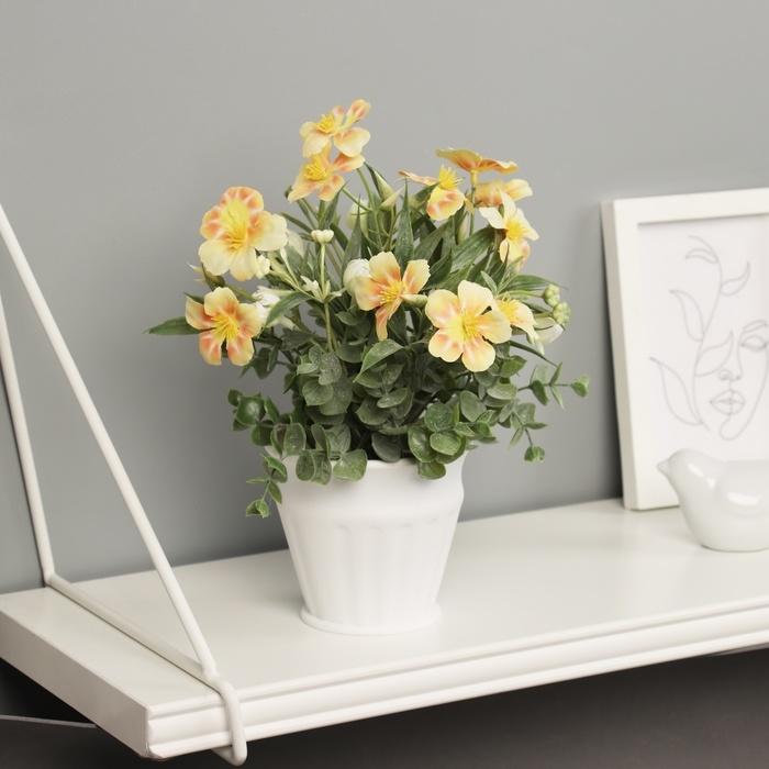 Бонсай в горшке Бонсай в горшке "Примула экстра премиум" 21х9 см, микс